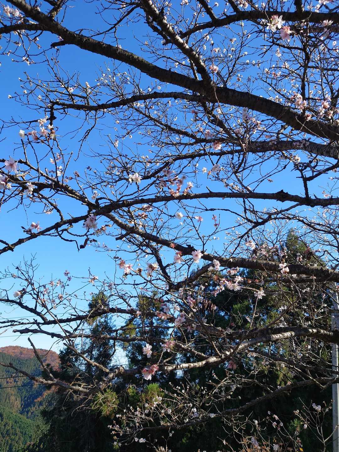 桜山 往復コースの写真