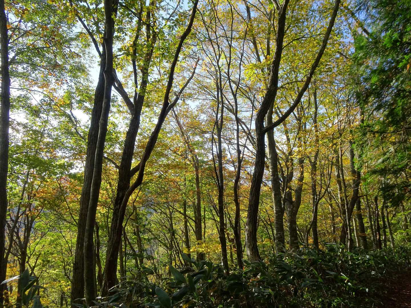 高度が上がるにつれ木々の紅葉が進み綺麗なグラデーションに見とれます🍁
