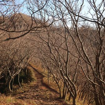 もう木々の葉は散ってます🍁