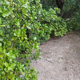 ピーク分かりづらっ！元々砦の跡地だからか？甲冑やら武器持ってここまで登ったのか？昔の人は。