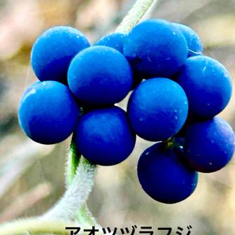 アオツヅラフジ（青葛藤)   果実
         ツヅラフジ科アオツヅラフジ属