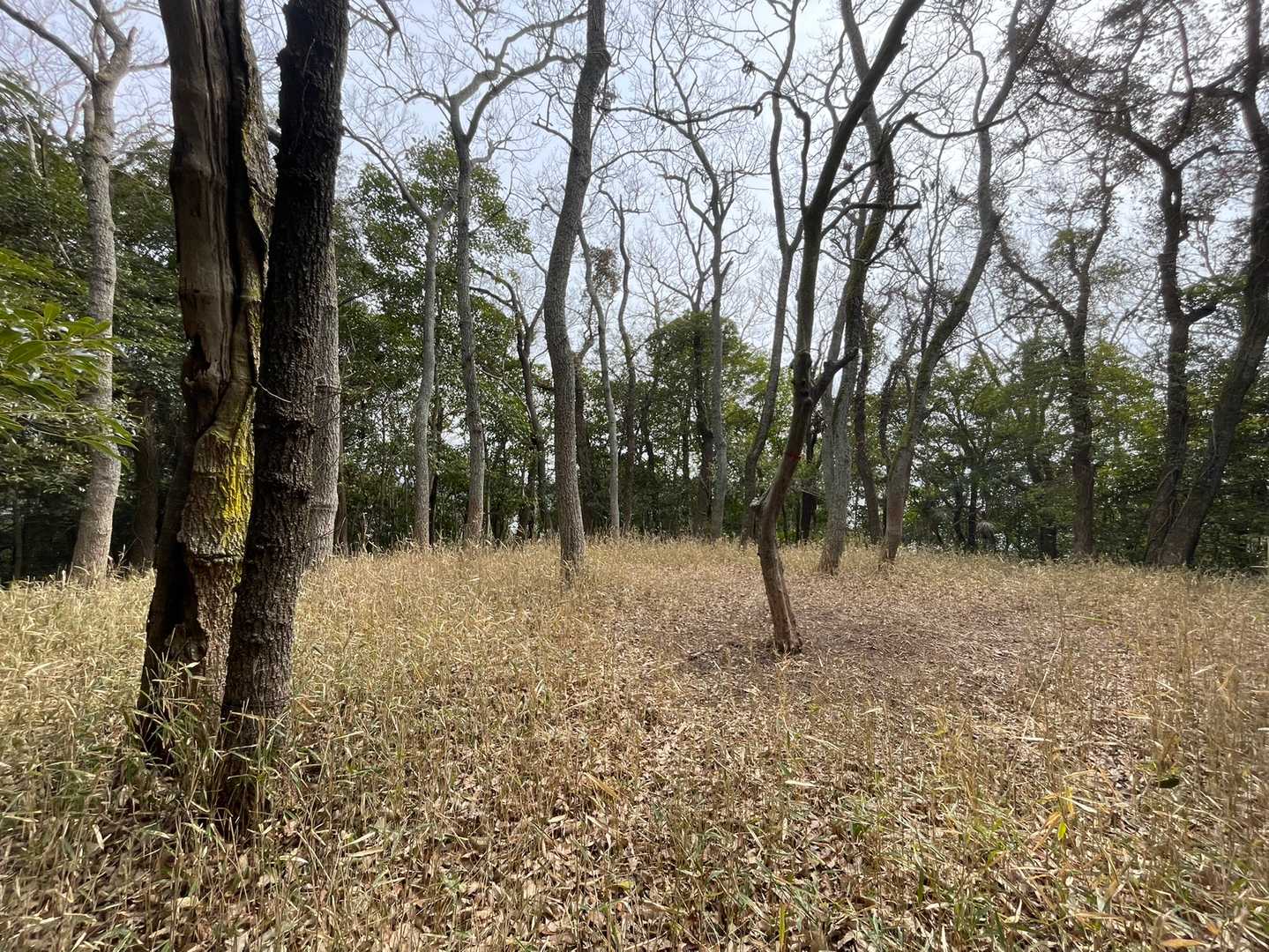八祖山の山頂はわかりにくかったです。
山頂の標識も見つけられませんでした
