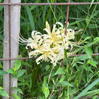 麓に降りたところに白いヒガンバナ