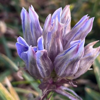 💜リンドウ✨残ってました！