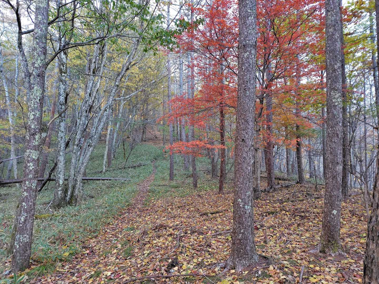 登山道の様子。