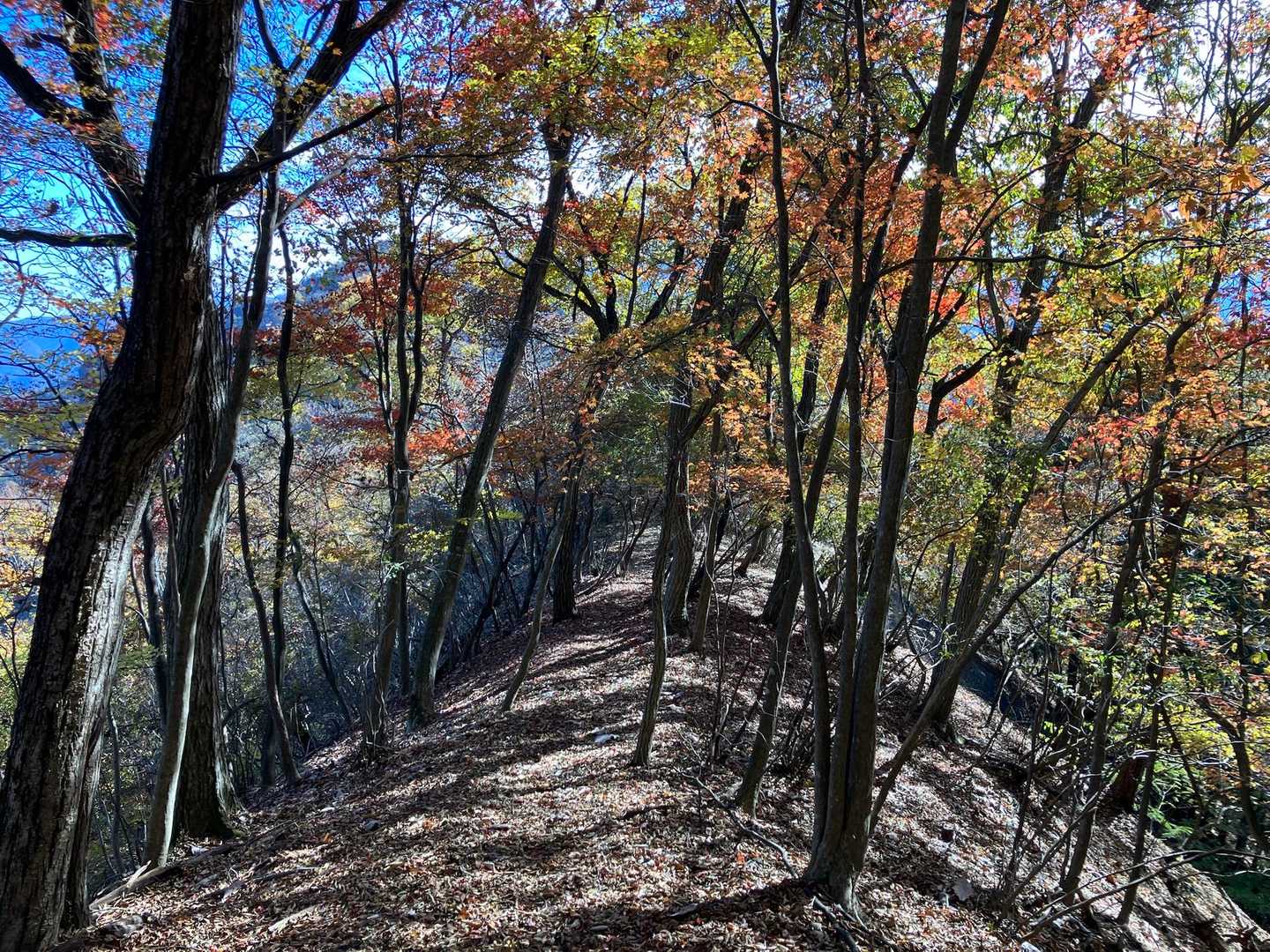 鹿岳登山口-鹿岳-マメガタ峠-四ツ又山・鹿岳登山口-大久保 周回コースの写真