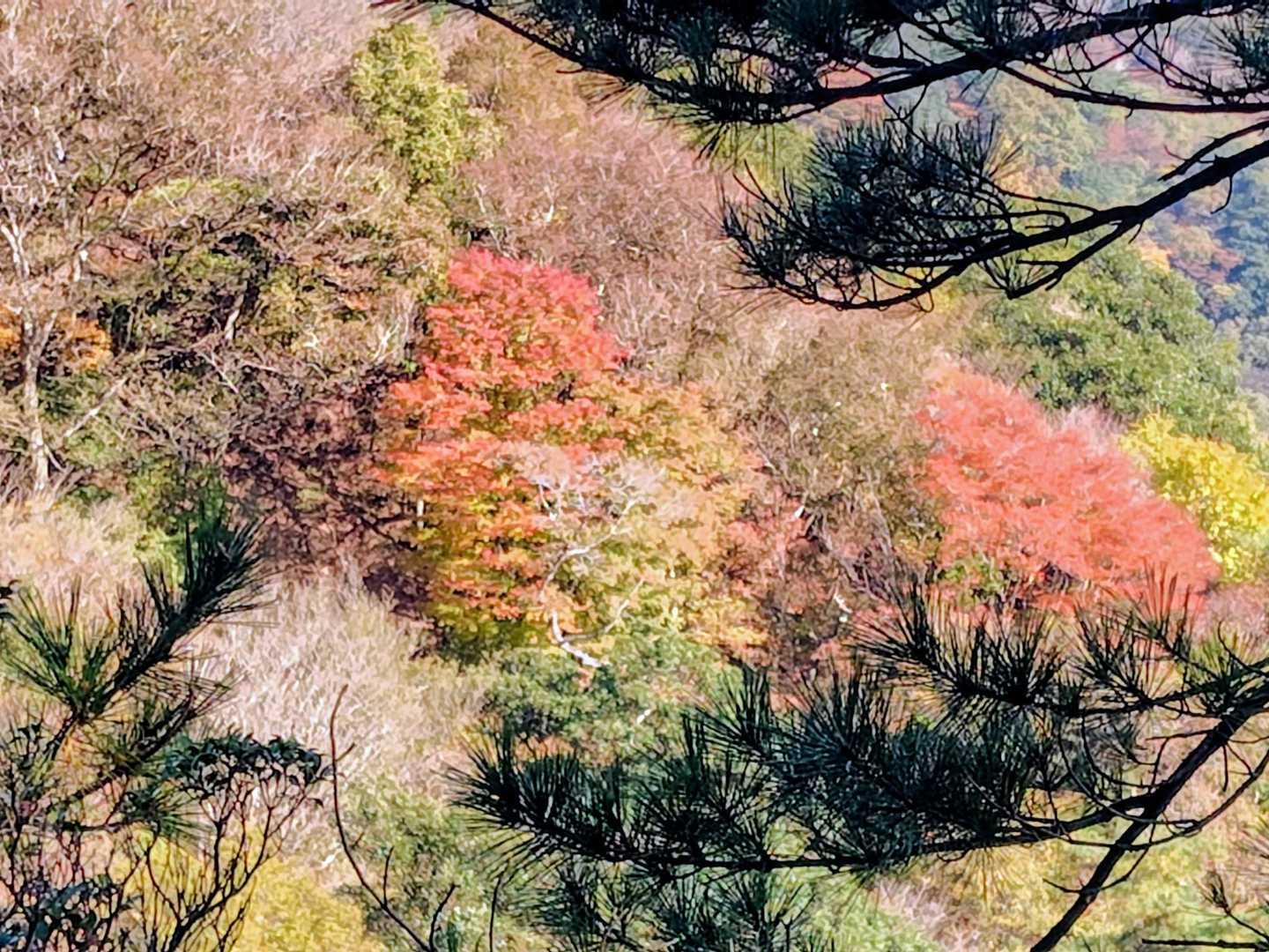 🍂🍁
