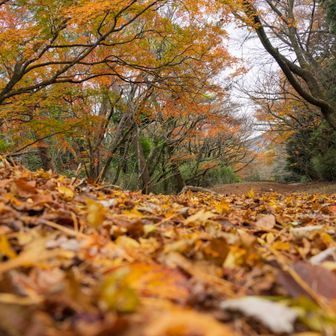 落ち葉の絨毯も素敵🍂