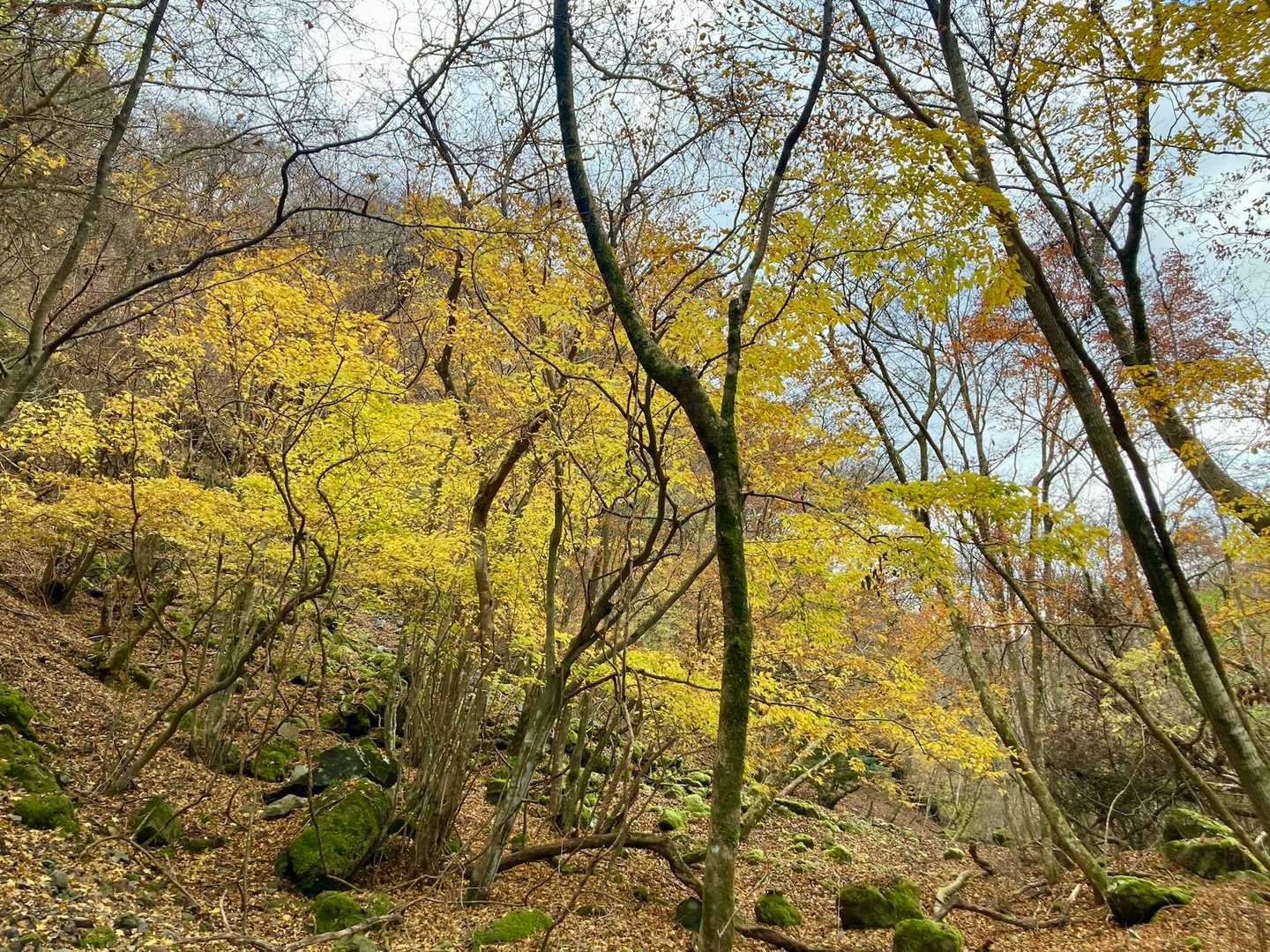 紅葉はほぼ終わっていたけど、この辺りが一番綺麗でした✨🍁✨
