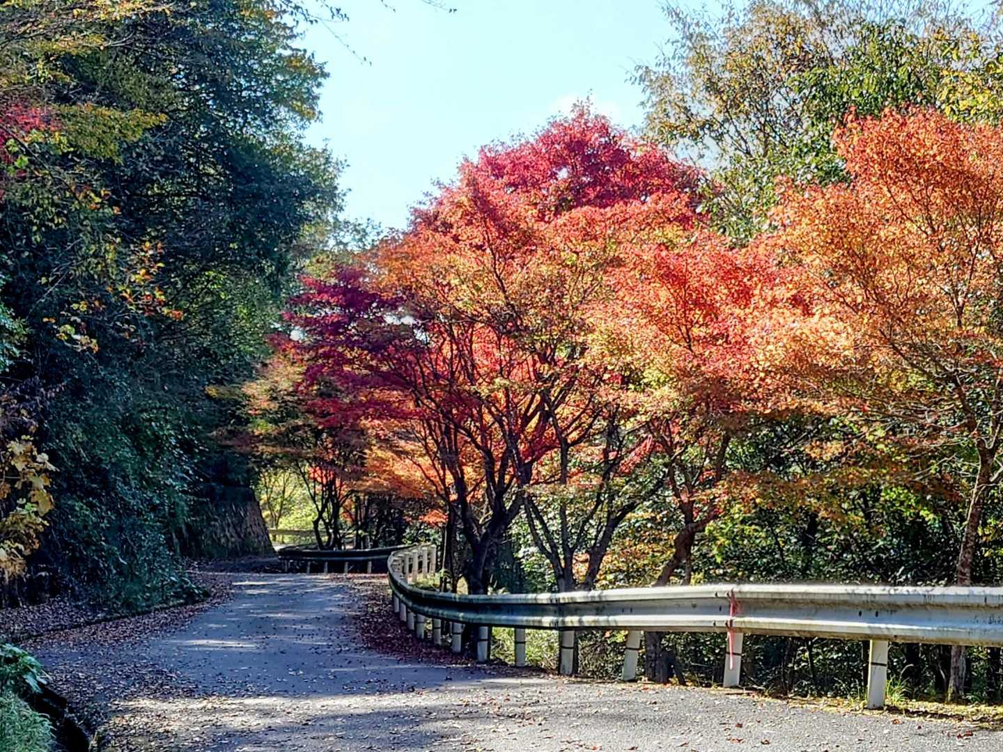 紅葉真っ盛り、ではないが、
緑、黄緑、黄、オレンジ、茶、赤、とカラフルな状態が楽しめるのは今だけ。