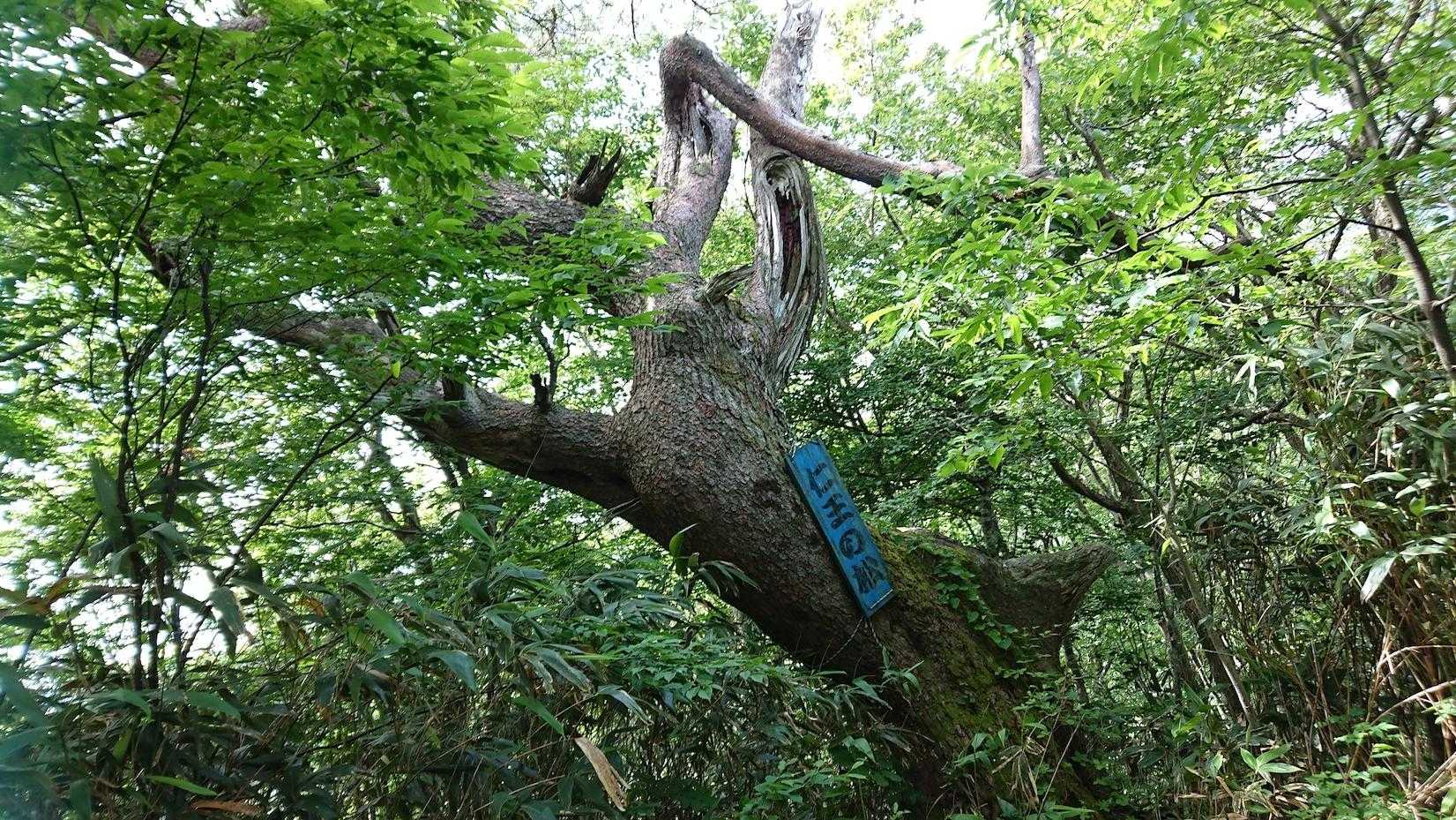 立派な仁王の松