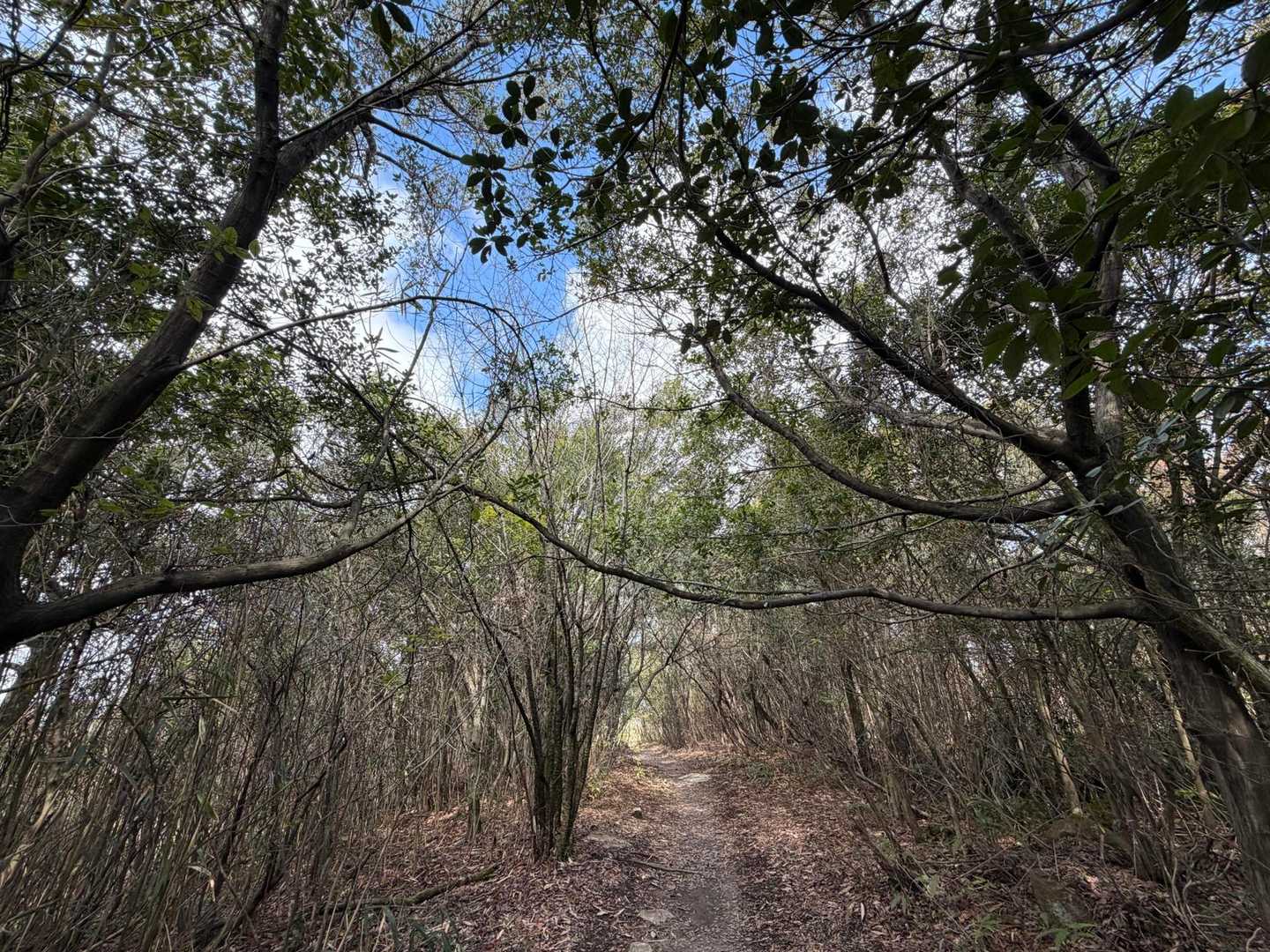 加茂山最高地点はこの辺り。