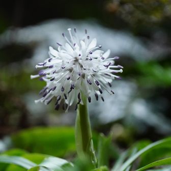シロバナショウジョウバカマ