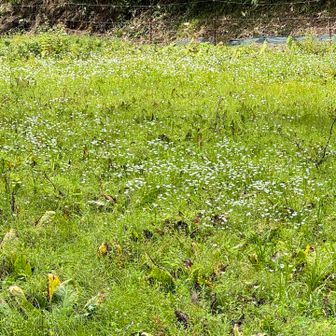 今はシラネセンキュウ？が満開
⇒これもシラヒゲソウだそうです