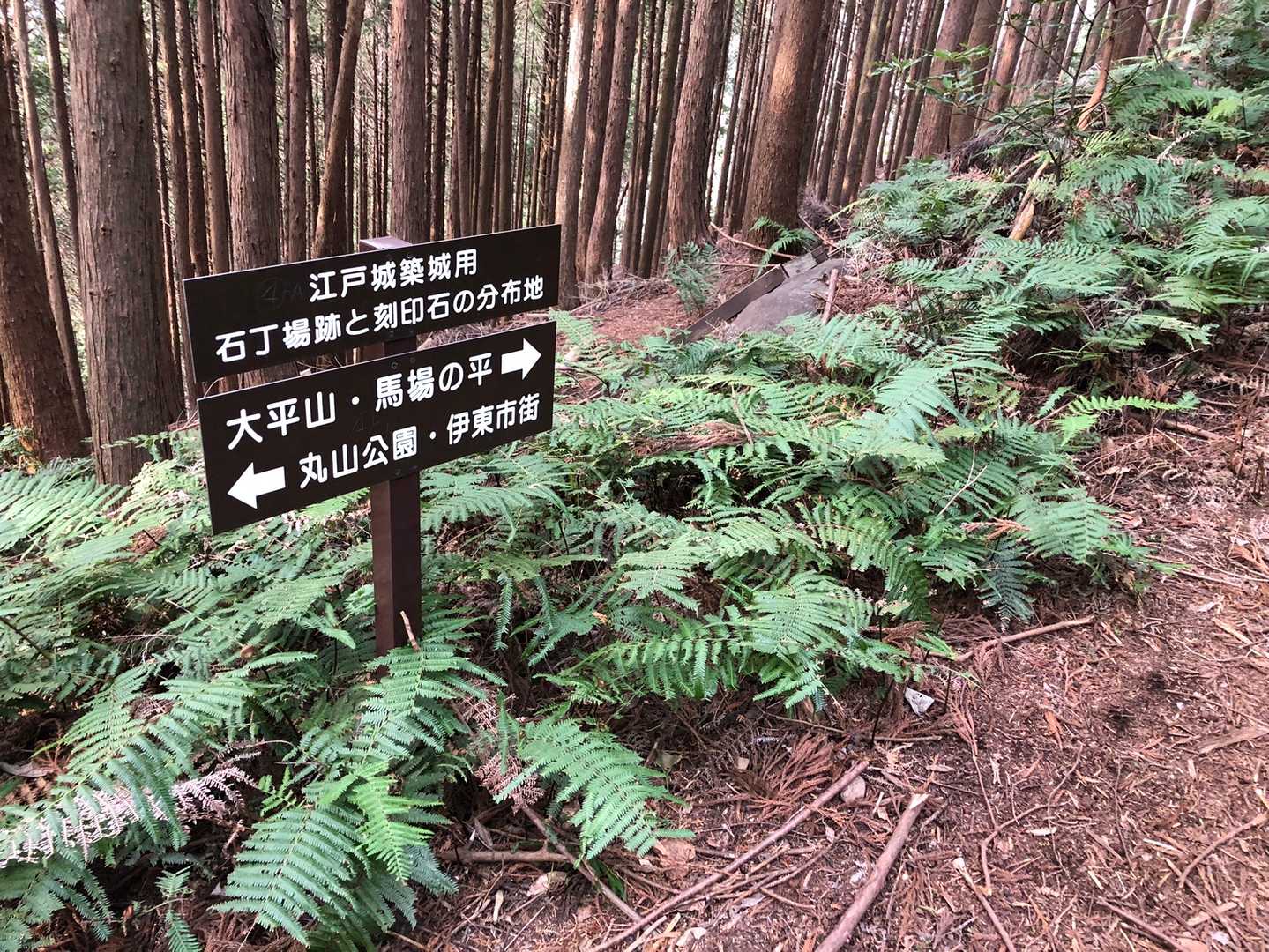 大平山-柏峠 縦走コースの写真