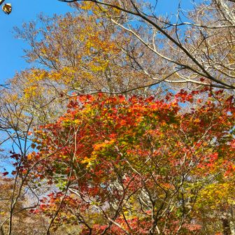 綺麗だね🍁