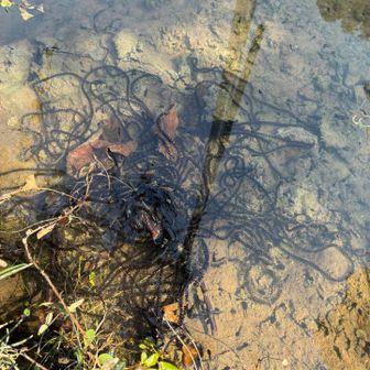 3月22日(日)

新しい卵塊あった。