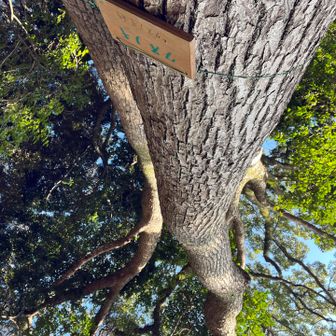 立派なクスノキ