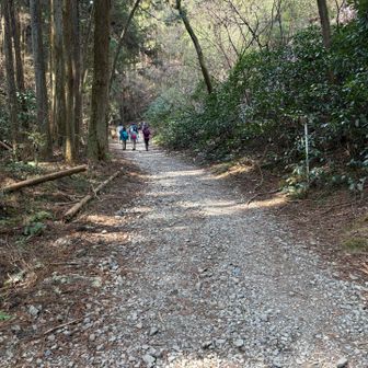 序盤は歩きやすい道が続きます。