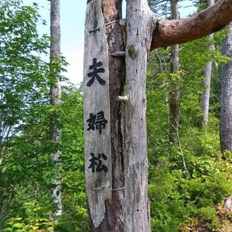 夫婦松。