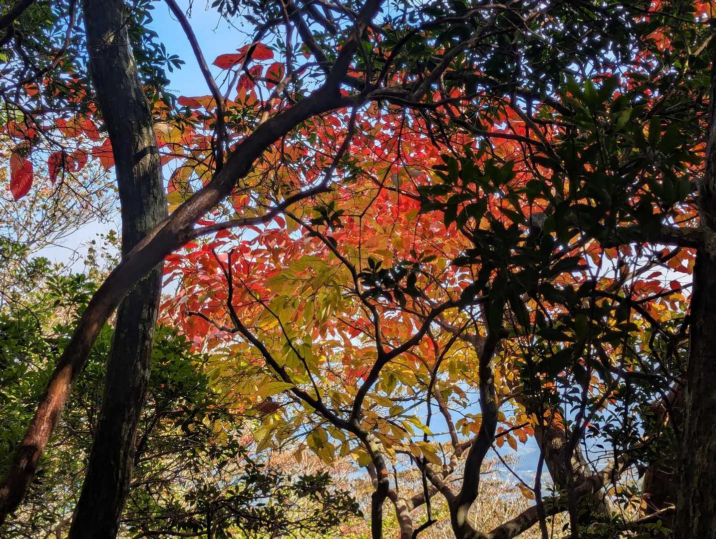 大矢岳-大矢野岳-太郎ヶ迫 往復コースの写真