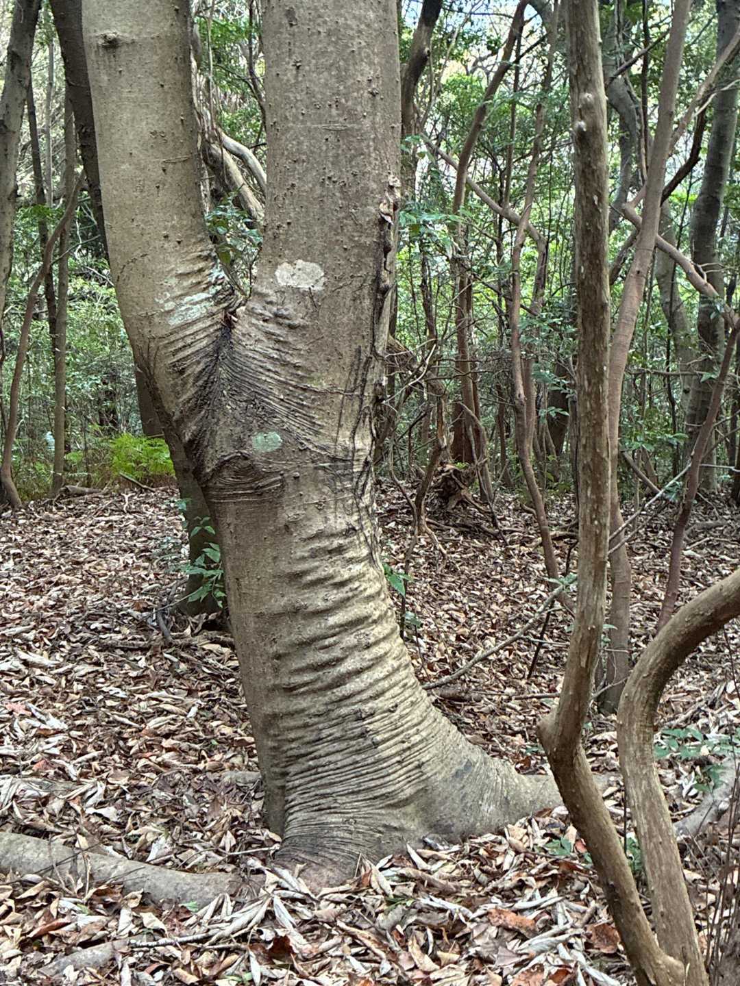 榾木山 往復コースの写真