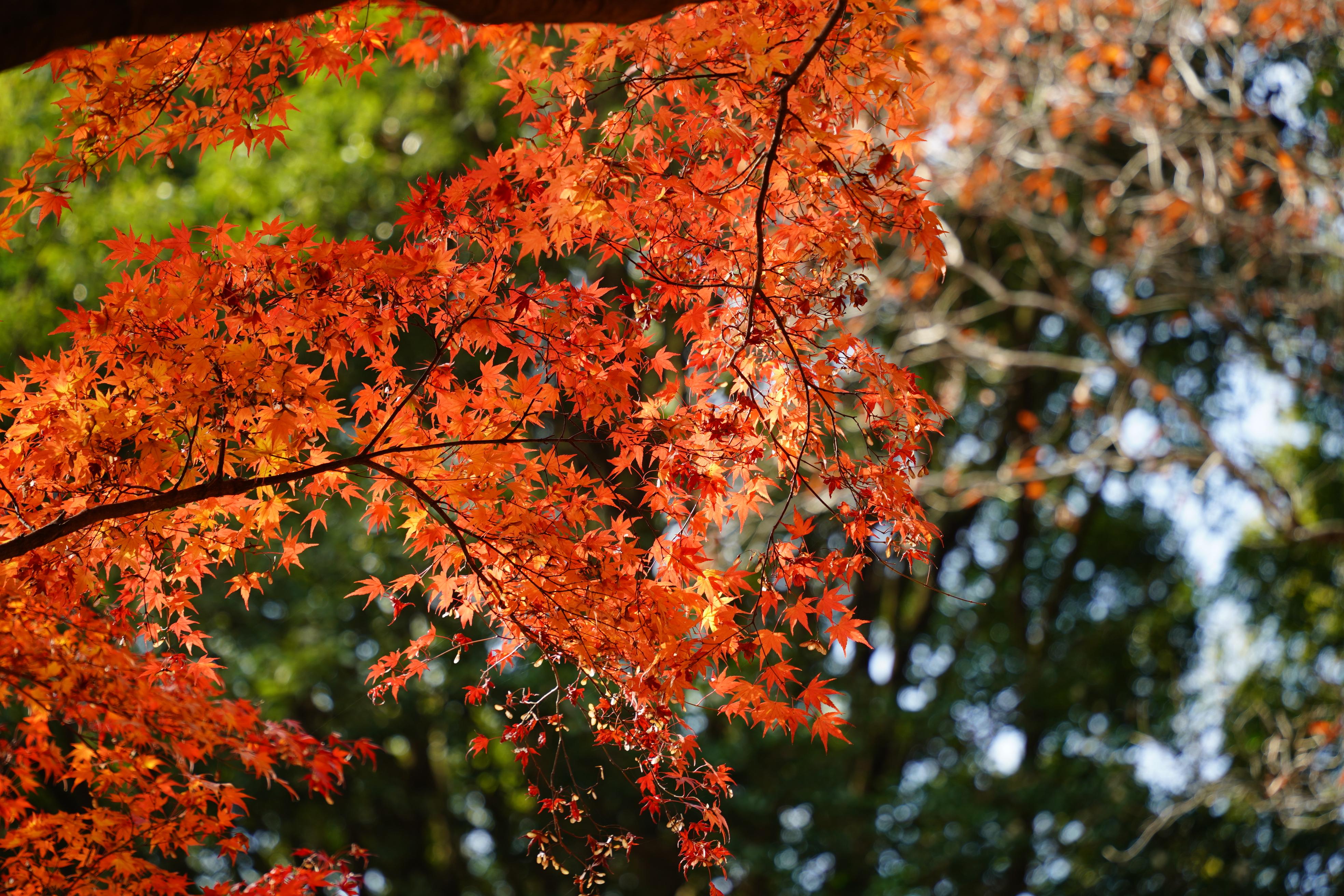 ラスト紅葉 神戸市立森林植物園 / cereさんの六甲山・長峰山・摩耶山の
