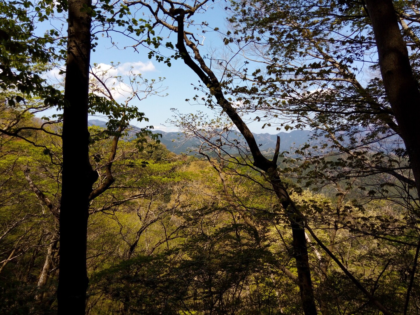 吾野駅 → 子の権現 → 西吾野駅 / パオケイさんのヤマノススメ巡礼マップ（天覚山・大高山・子の権現）の活動データ YAMAP / ヤマップ