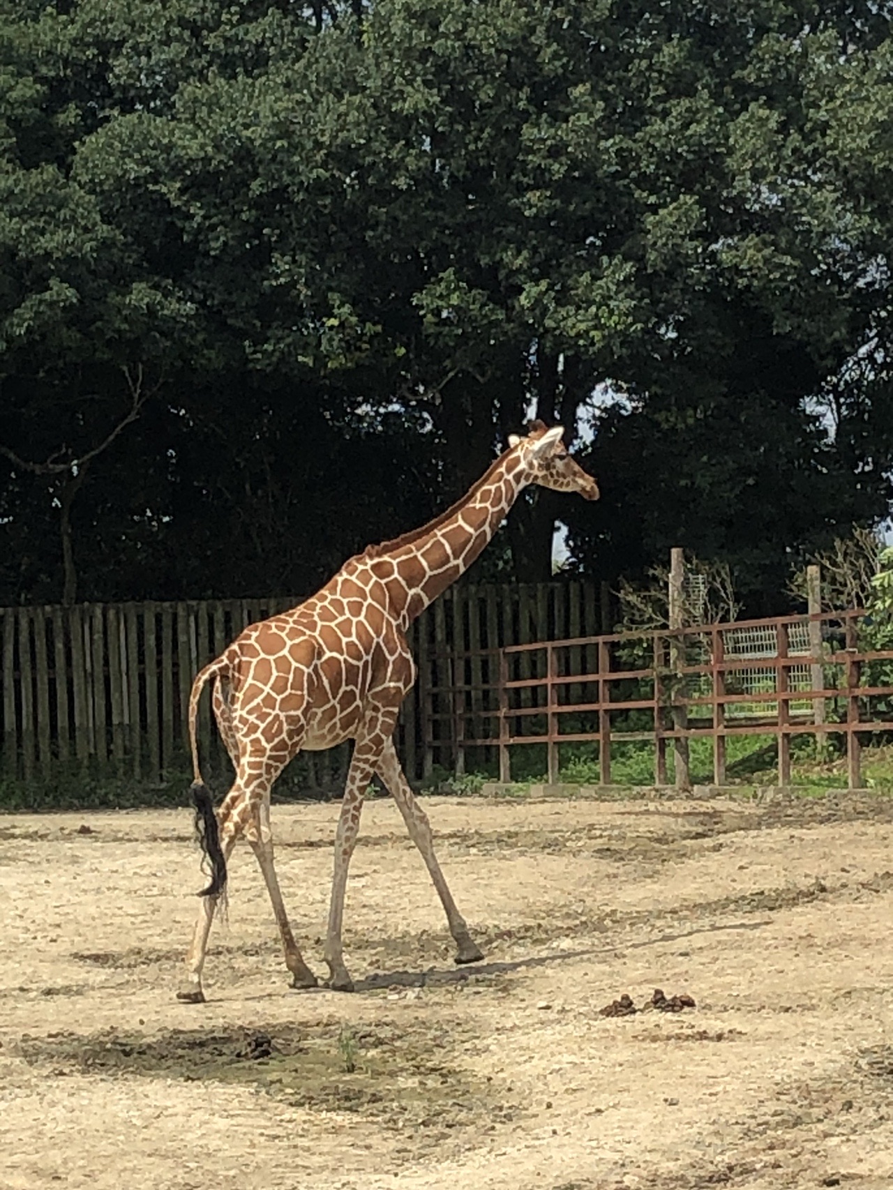 東武動物公園と新しい村 08 03 堅香子さんのウォーキングの活動日記 Yamap ヤマップ