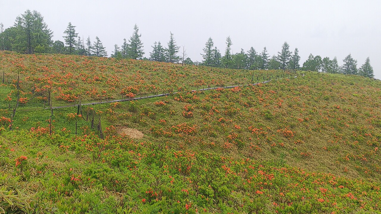 甘利山5 甲斐百山 御所山 鳳凰山 地蔵岳 観音岳 薬師岳の写真37枚目 スマホじゃ きれいに撮れないなぁ 天 Yamap ヤマップ