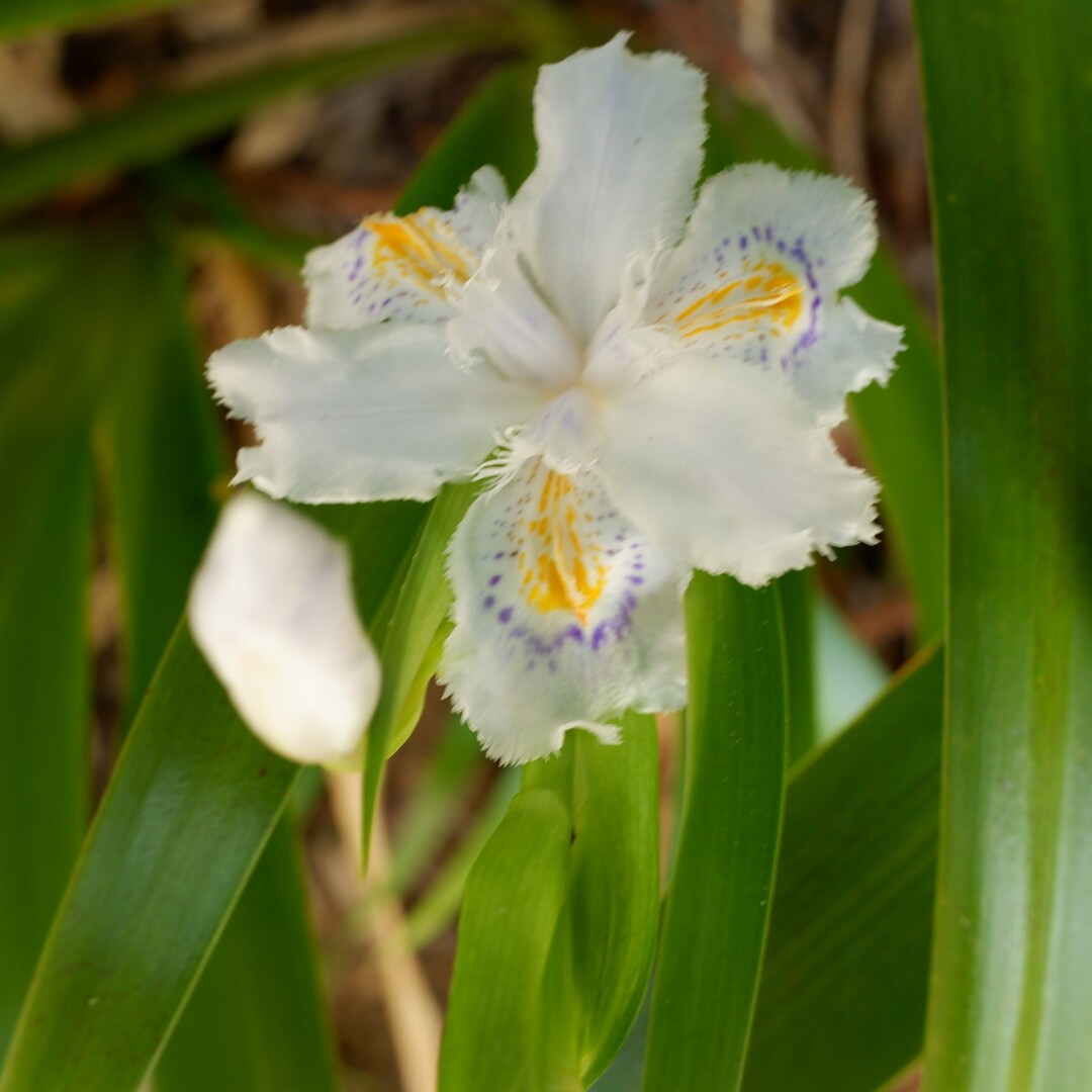 塔ノ岳 大倉 春の花 丹沢山の写真3枚目 シャガの花 今年初 高尾でも咲いてるか Yamap ヤマップ