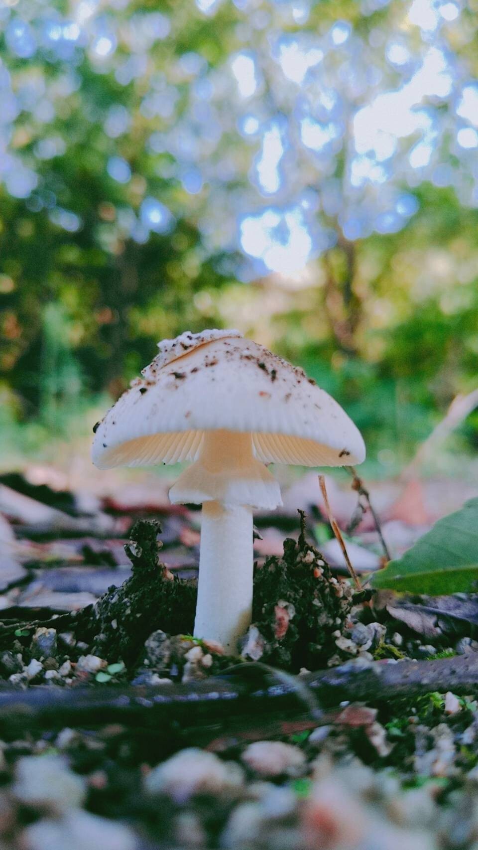 雨上がりの 吉備真備公園 Kazさんの遙照山の活動日記 Yamap ヤマップ