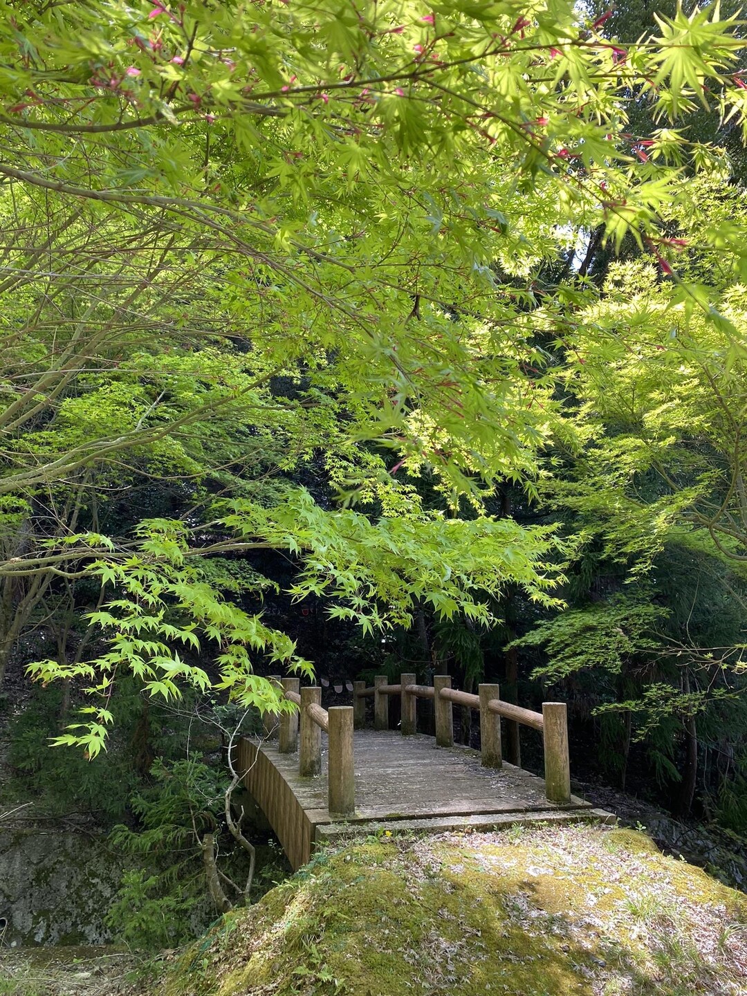 正楽寺山（最高点）・本堂山（最高点） / たかちゃんさんの八ツ尾山・高取山・正楽寺山の活動データ YAMAP / ヤマップ