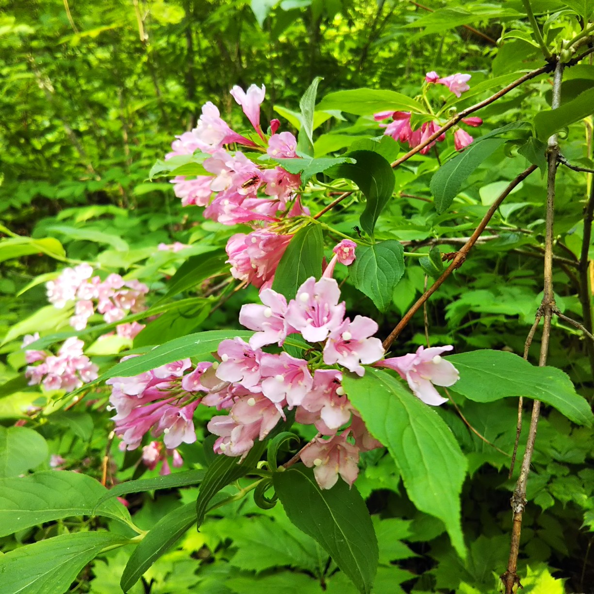 My Mother Mountain 焼石岳登山 ツブ沼コース 21 06 18 ヒカさんの焼石岳 兎森山 鷲ヶ森山の活動日記 Yamap ヤマップ