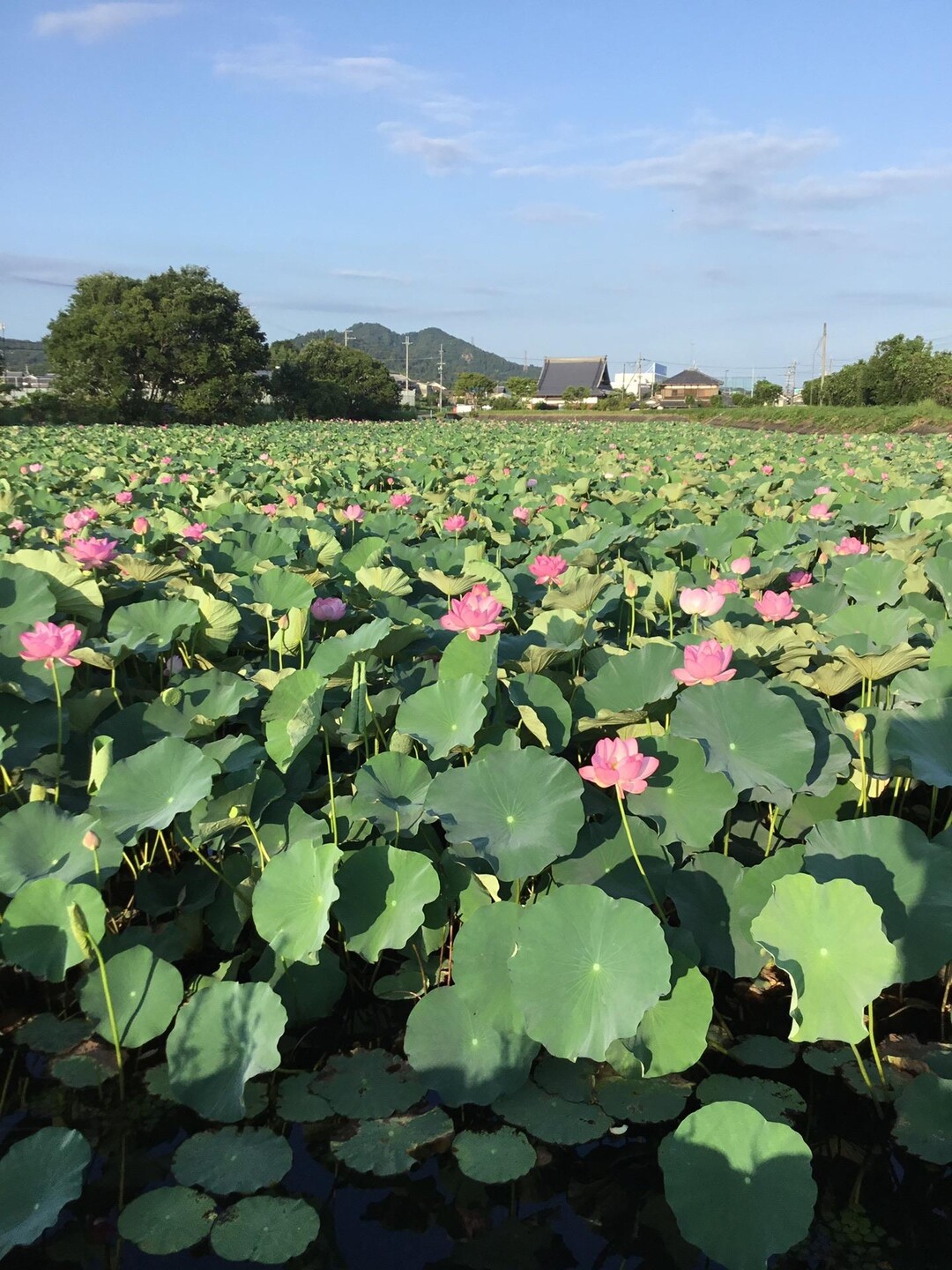 近くの蓮池に、蓮を見に来ました。今が見頃... / 阿羅漢さんのモーメント YAMAP / ヤマップ