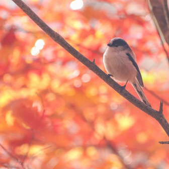 エバーフレッシュ