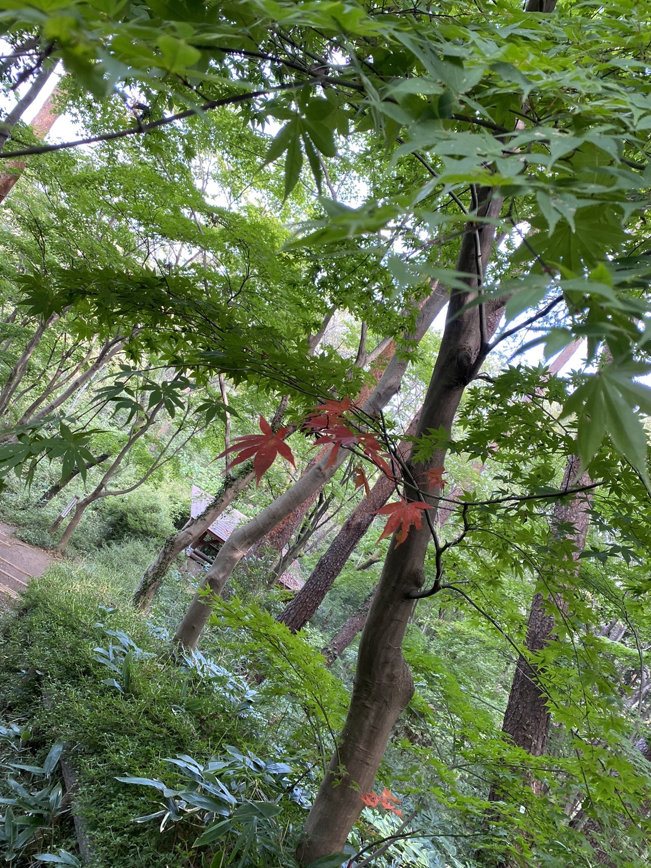 金木犀香る秋のノース君デビュー登山 天覧山 かまど山 物見山 日和田山 そらとさんの天覧山 多峯主山 天覚山の活動データ Yamap ヤマップ