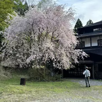 分岐には綺麗な枝垂れ桜がありました。