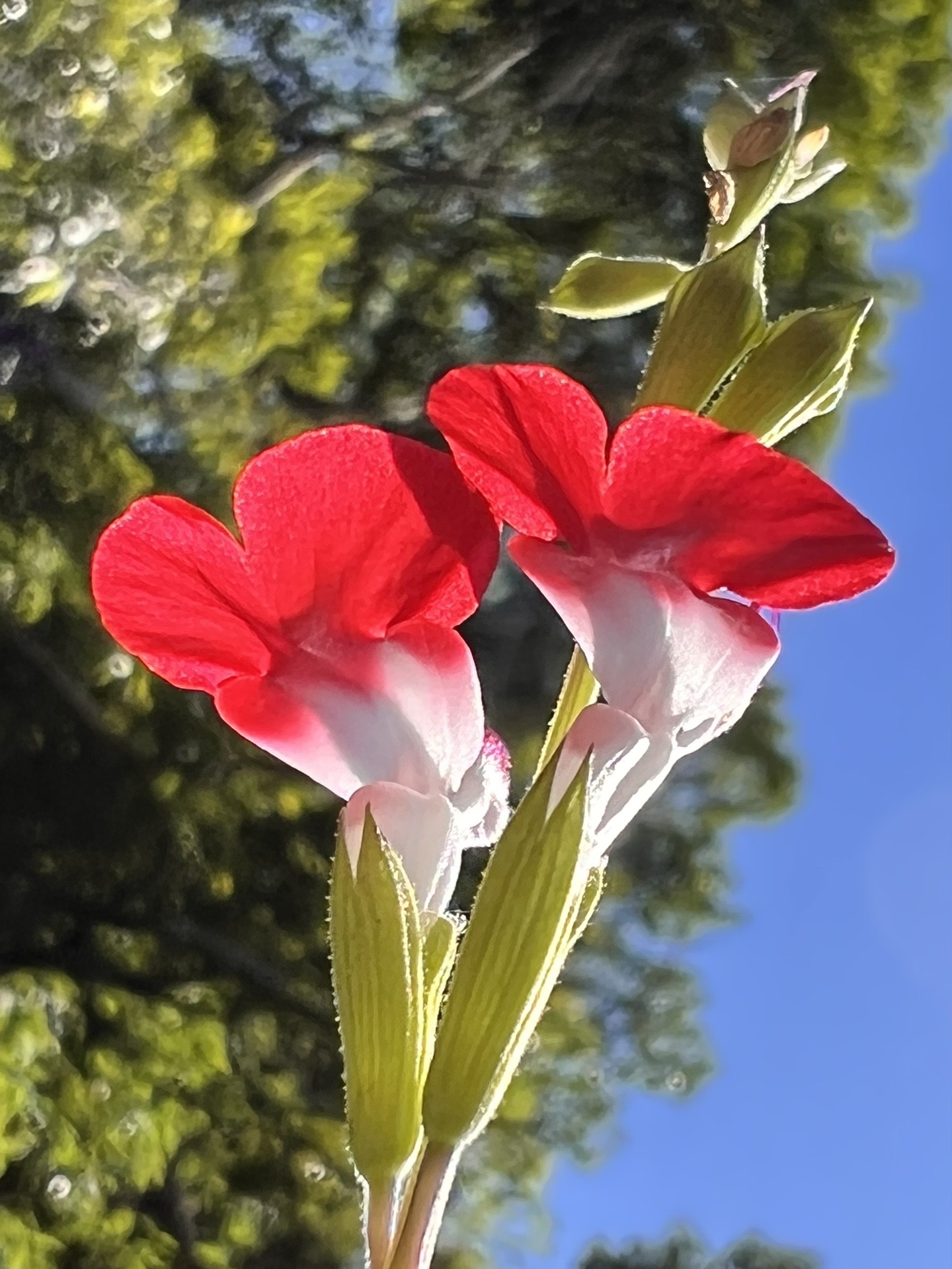 ポンポン山系花紬季 5月 春たけなわ竈ヶ谷 やまたいらさんのポンポン山 釈迦岳 小塩山 若山の活動日記 Yamap ヤマップ