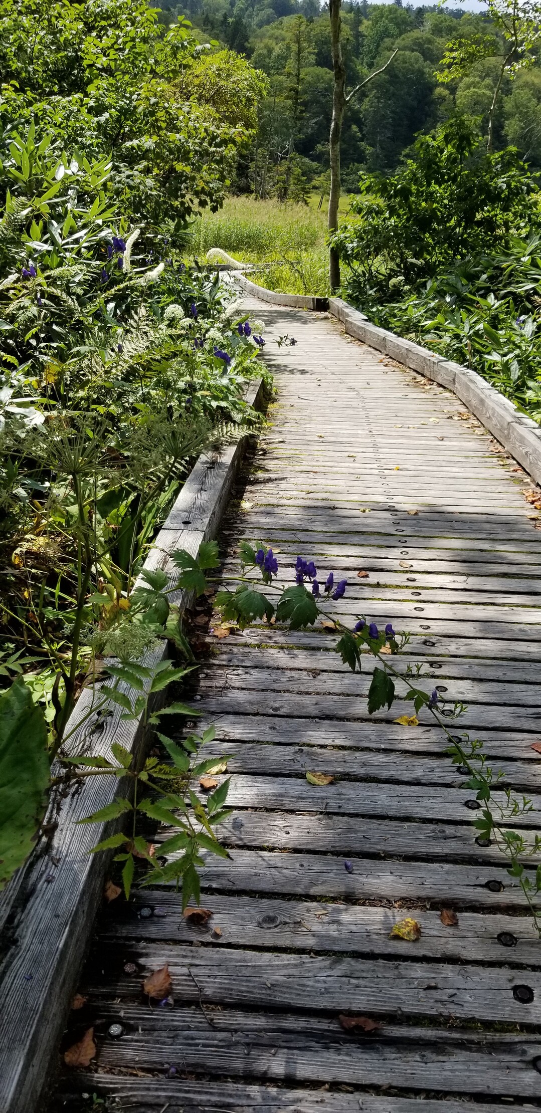 俎嵓 燧ヶ岳 柴安嵓 尾瀬 燧ヶ岳の写真15枚目 Yamap ヤマップ