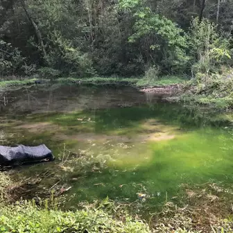 池の水綺麗😍透き通ってますよ😁