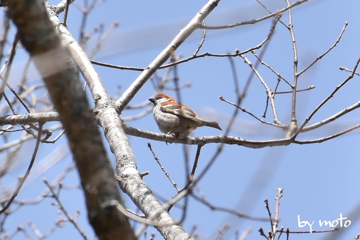 再び戦場ヶ原 夏鳥の様子を伺いに行ってきました Motoさんの男体山の活動日記 Yamap ヤマップ