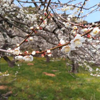 田辺市・高尾山・龍神山・奇絶峡 満開までもう少しかな。
