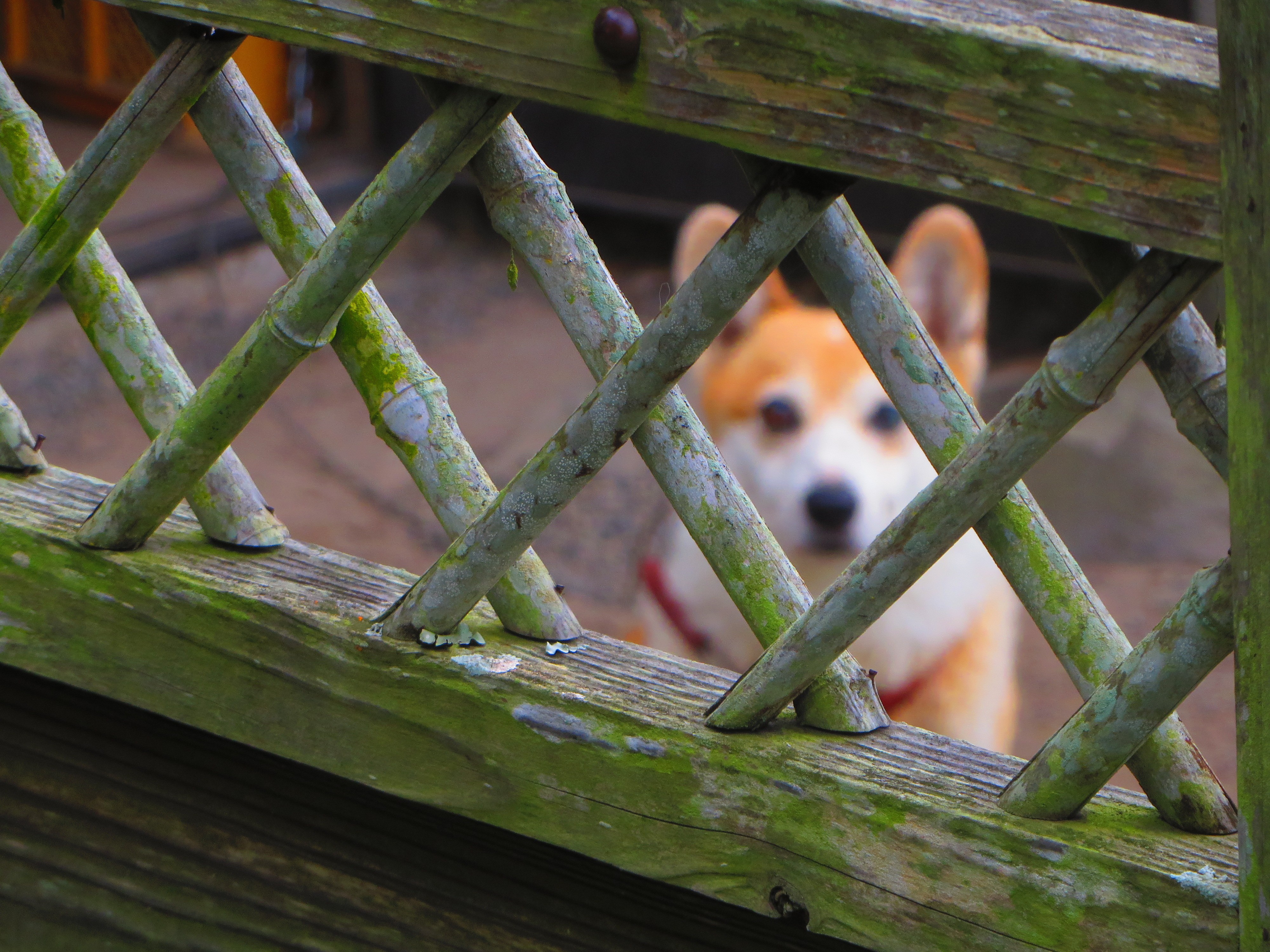 城跡を歩く 水俣城 ｍｔｋｕｒａ１１１９さんの矢筈岳 熊本県 鹿児島県 の活動データ Yamap ヤマップ