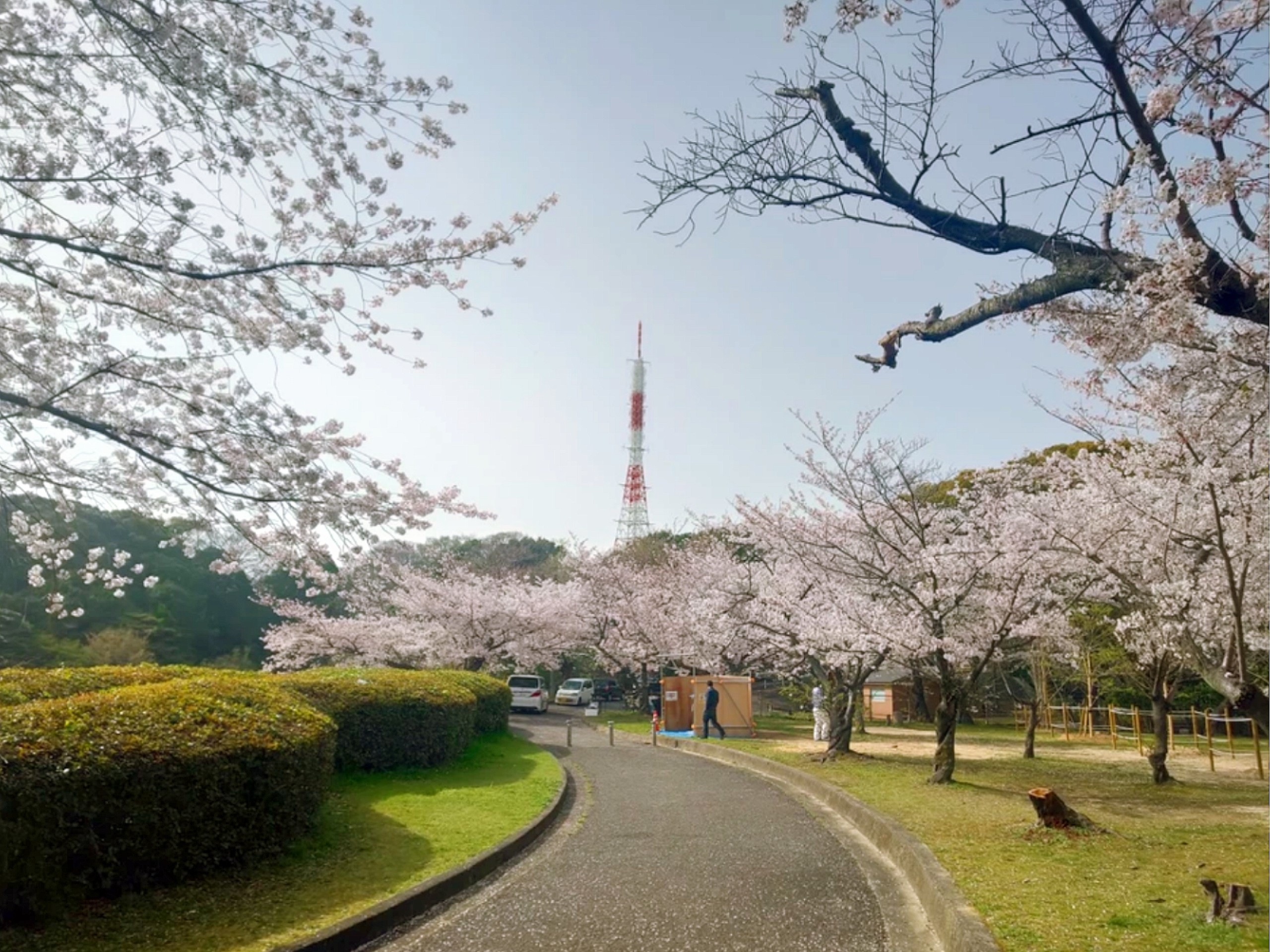 比治山公園でお花見 Miicooさんの広島市の活動データ Yamap ヤマップ