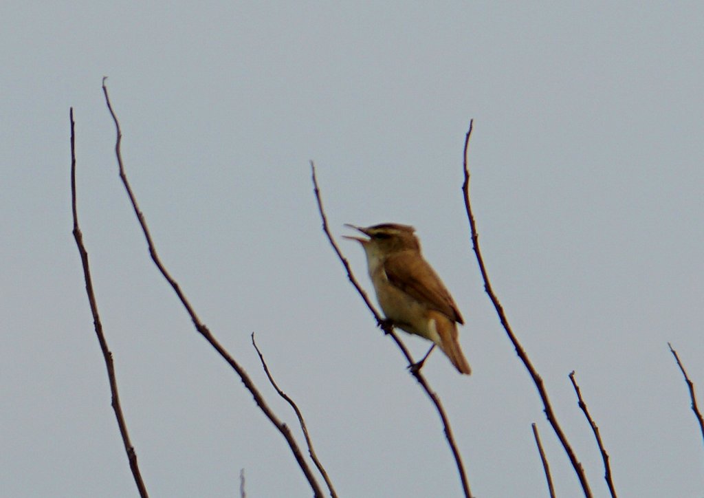 石狩はまなすの丘でバードウォッチング Isaさんの札幌市の活動データ Yamap ヤマップ