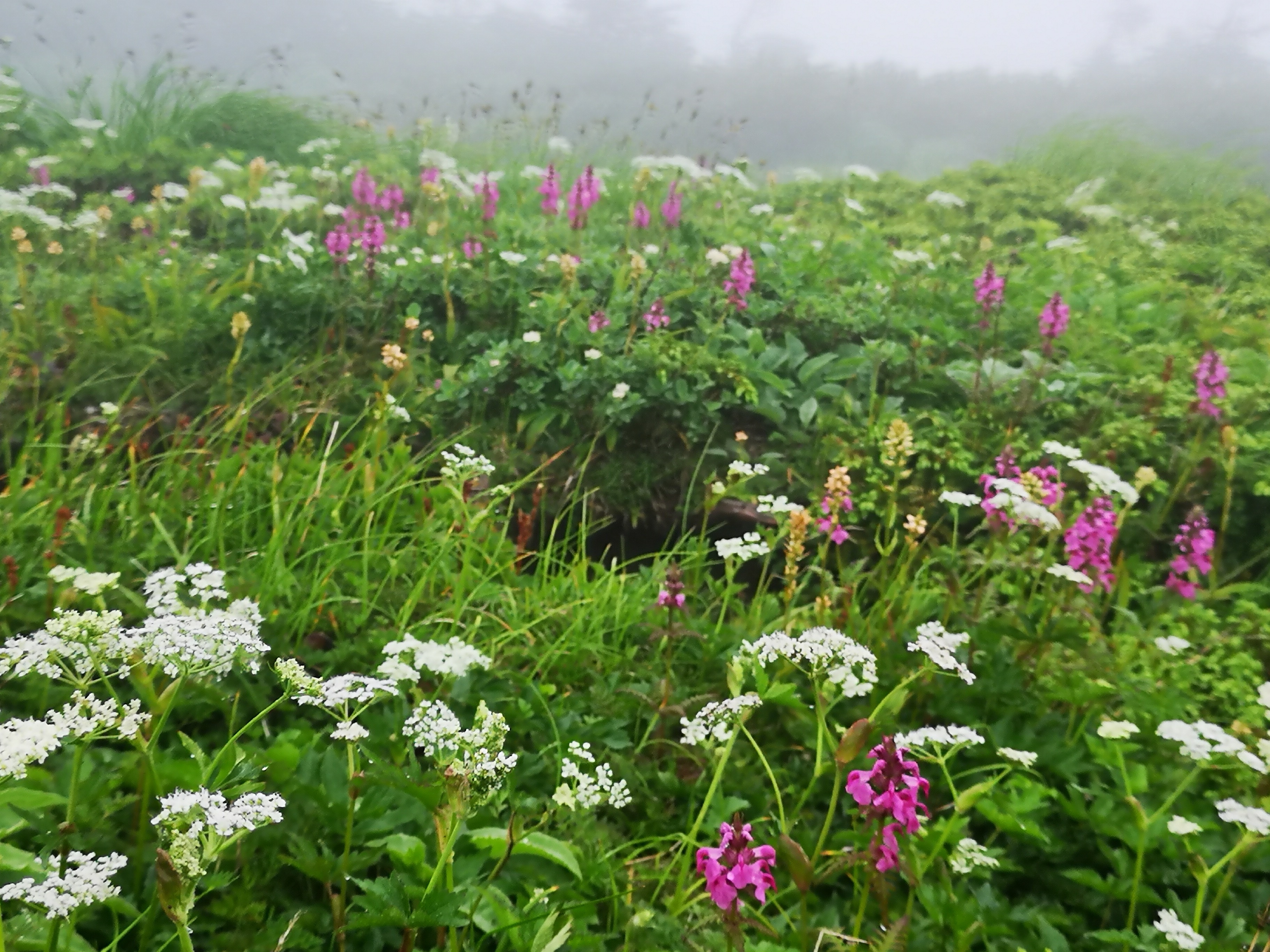 早池峰山は 天空の花畑でした ピコさんの早池峰山 薬師岳 鶏頭山の活動データ Yamap ヤマップ