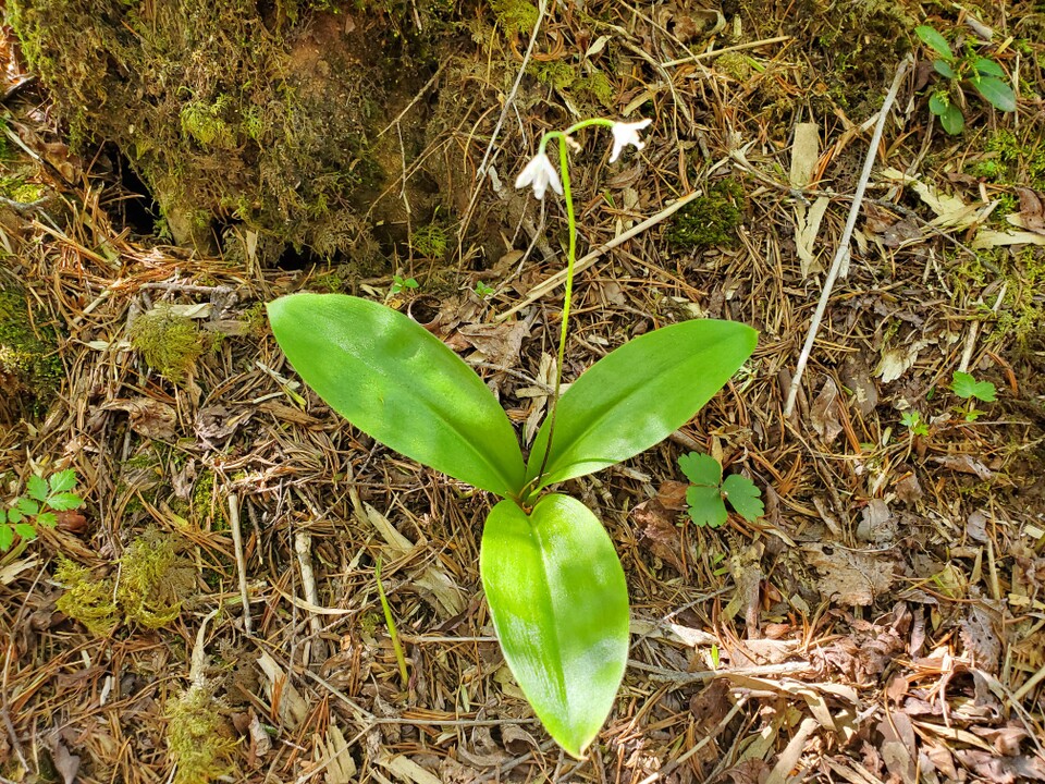 入梅前の花探訪 白笹山 茶臼岳 那須岳 三本槍岳 赤面山の写真60枚目 ツバメオモトまだ残ってた Yamap ヤマップ