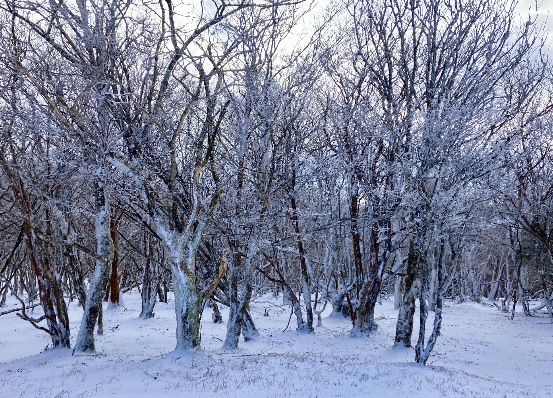 三峰山 霧氷 ちゅんちゅんさんの三峰山 学能堂山 栗ノ木岳の活動データ Yamap ヤマップ