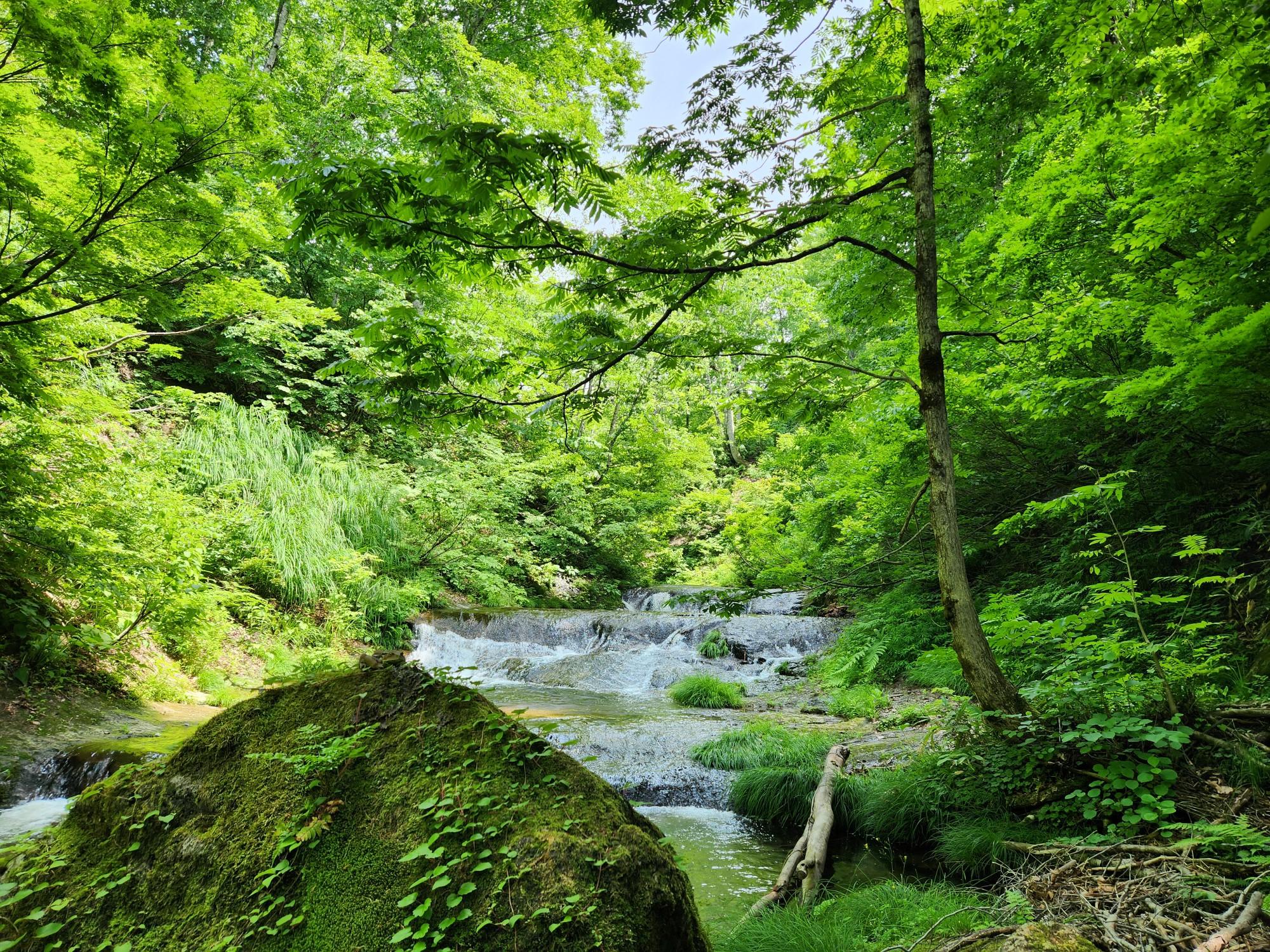 南会津郡只見町にある癒しの森と恵みの森 / きいくんさんの志津倉山の活動データ YAMAP / ヤマップ